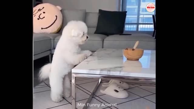 prank with funny cats and dogs