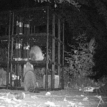 EA S40 - Teen Coon Not Ready to Climb