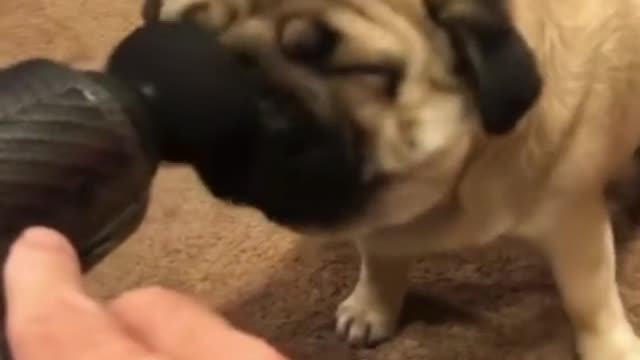 Cute Pug is used to Massager