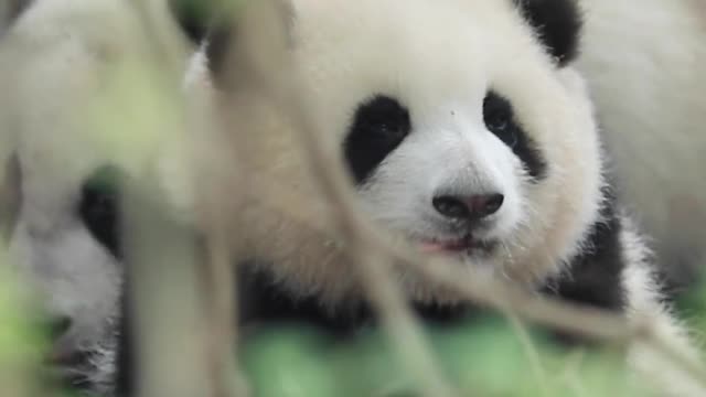 Chubby panda