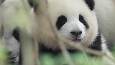 Chubby panda