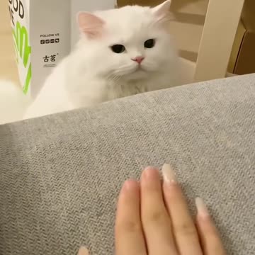Adorable White Cat: Cute and Playful Moments