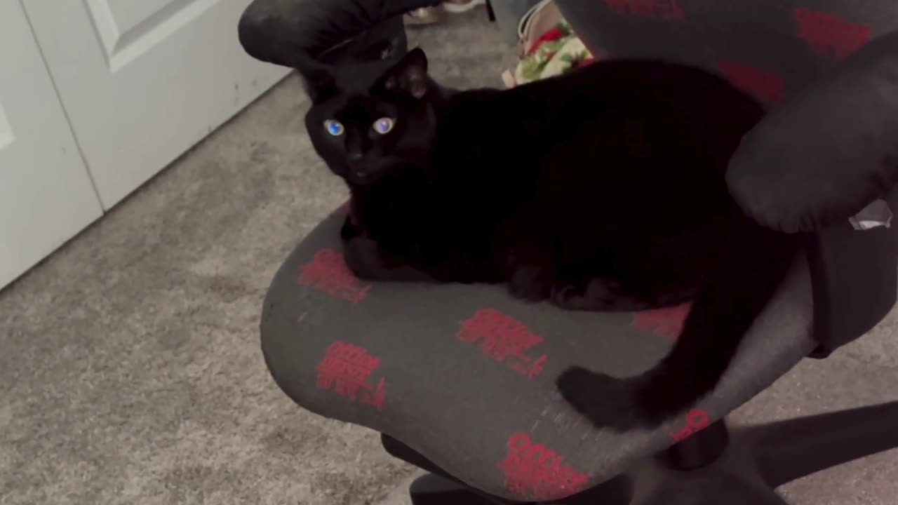 Cute Precious Piper is a Very Diligent Office Manager - Adopting a Cat from a Shelter Vlog