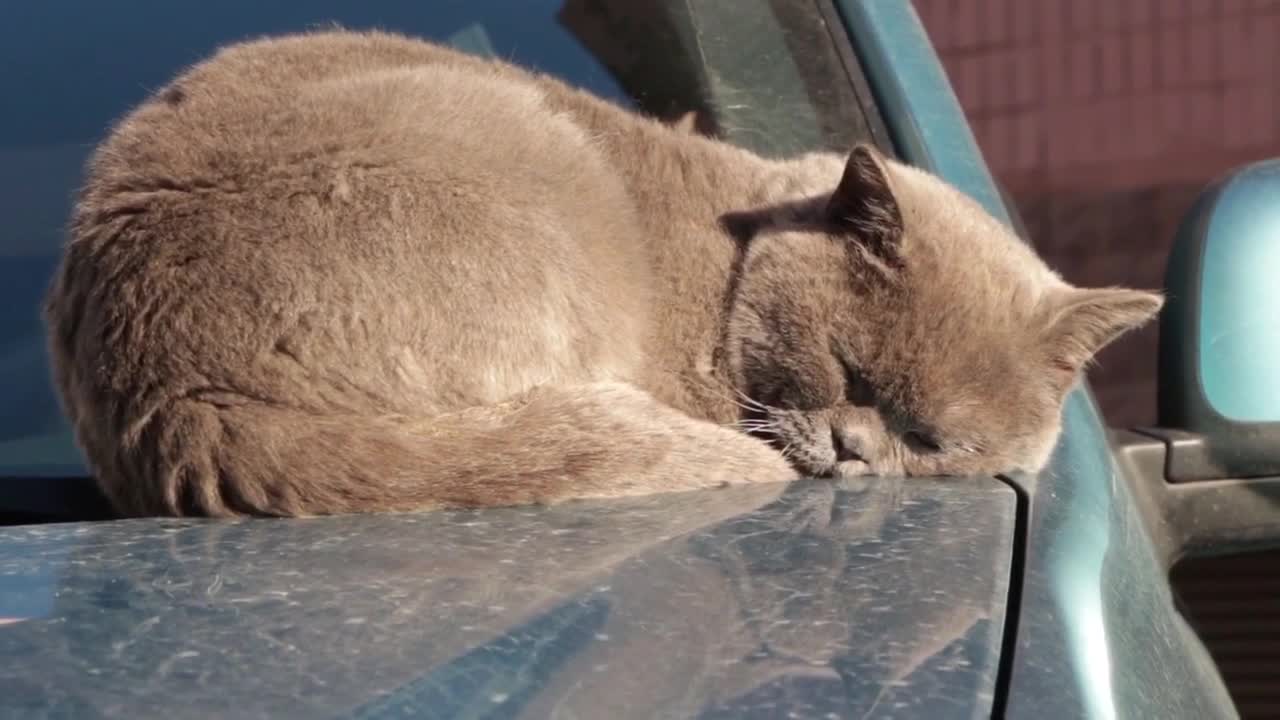 Romantic sleeping cat