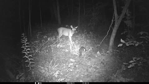 Deer and Racoon
