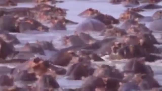 Crocodile vs Hippo || Wild Animals Fighting, Hippo, Rhino, Crocodile || Animals Save Other Animals