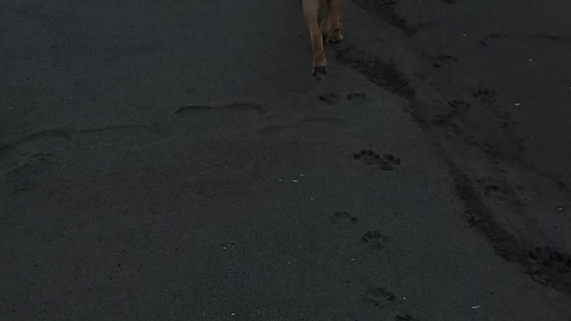 Puppies, Anatolian x Rhodesian Ridgeback