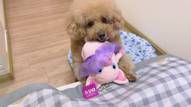 The home of pet