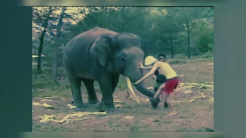 ANIMALS ATTACK LIVE 2022 || part 2