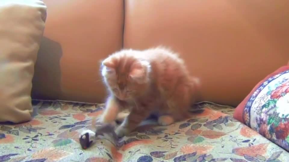 cat# Funny video