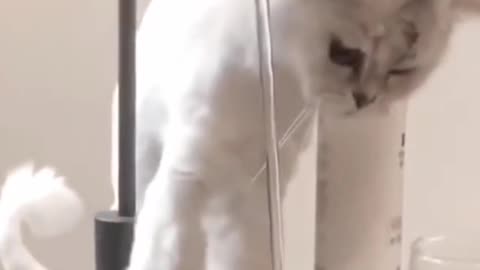 Cute dog 🐩🐕🐕