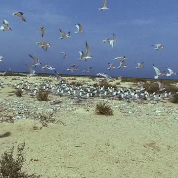 thousands of gulls birds around the beach