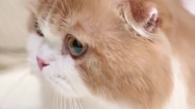 OMG So Cute Cats Best Funny Cat Videos 2021-2022 Shorts