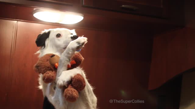 Border Collie's adorable bedtime routine