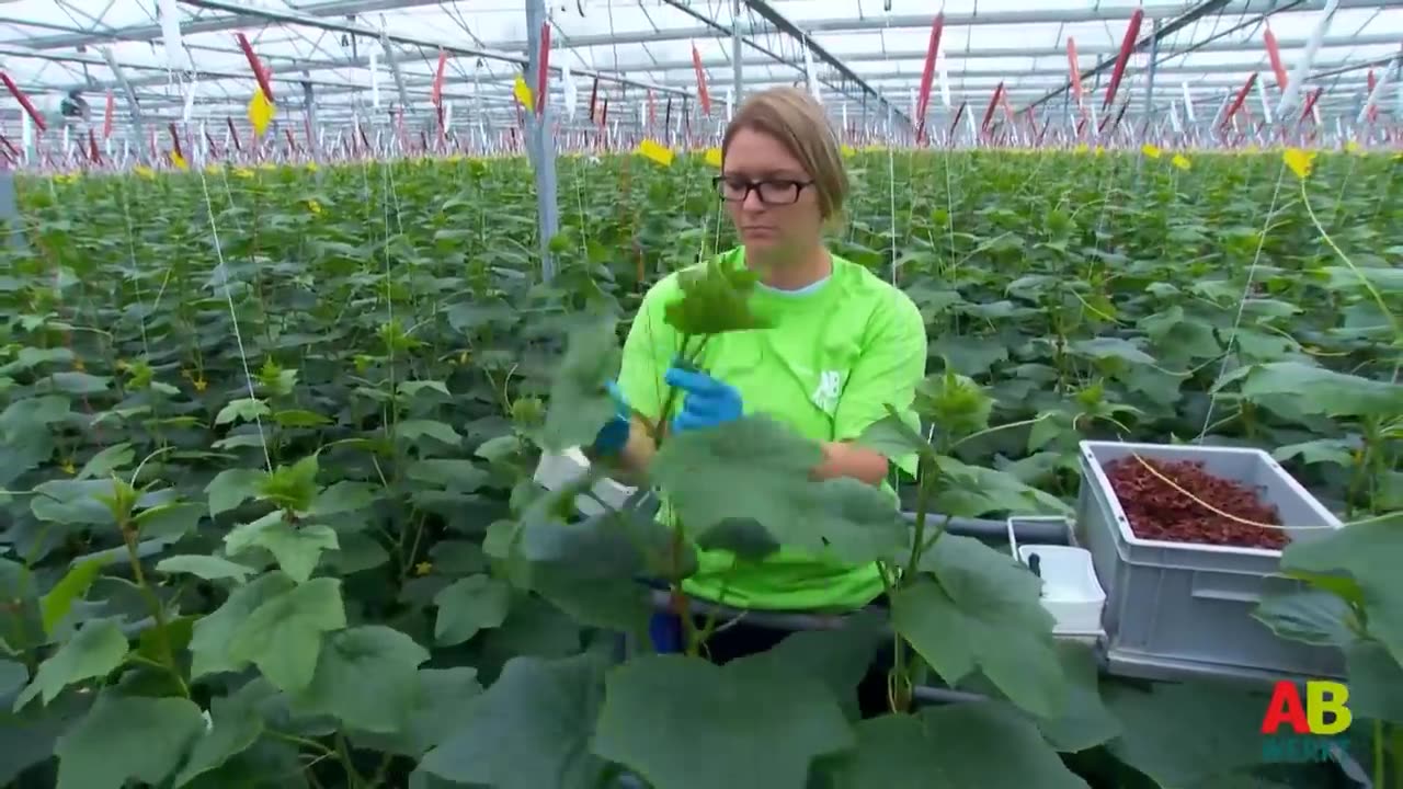 How To Grow 69 Millions Of Cucumbers In Greenhouse And Harvest - Modern Agriculture Technology