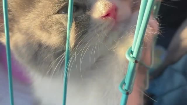 Your Lovely Cat 😻 Make you feel Happy