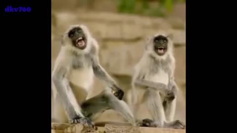 Monkey laughing video