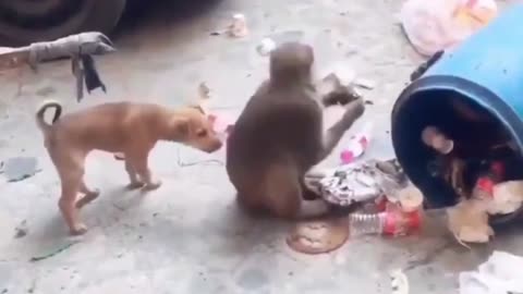 Funny video dog and monkey fight