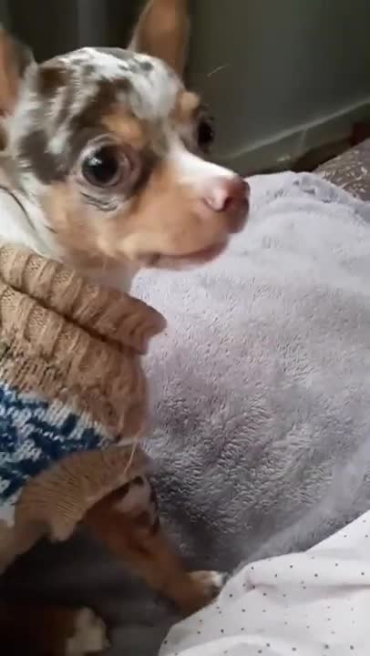 What Wally the Chihuahua Thinks
