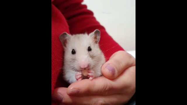 Adorable Golden Hamster eating a tiny piece of banana