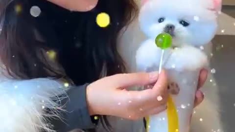 Funny and Cute Dog Video Compilation_0 _#short
