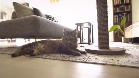 elegant lazy cat
