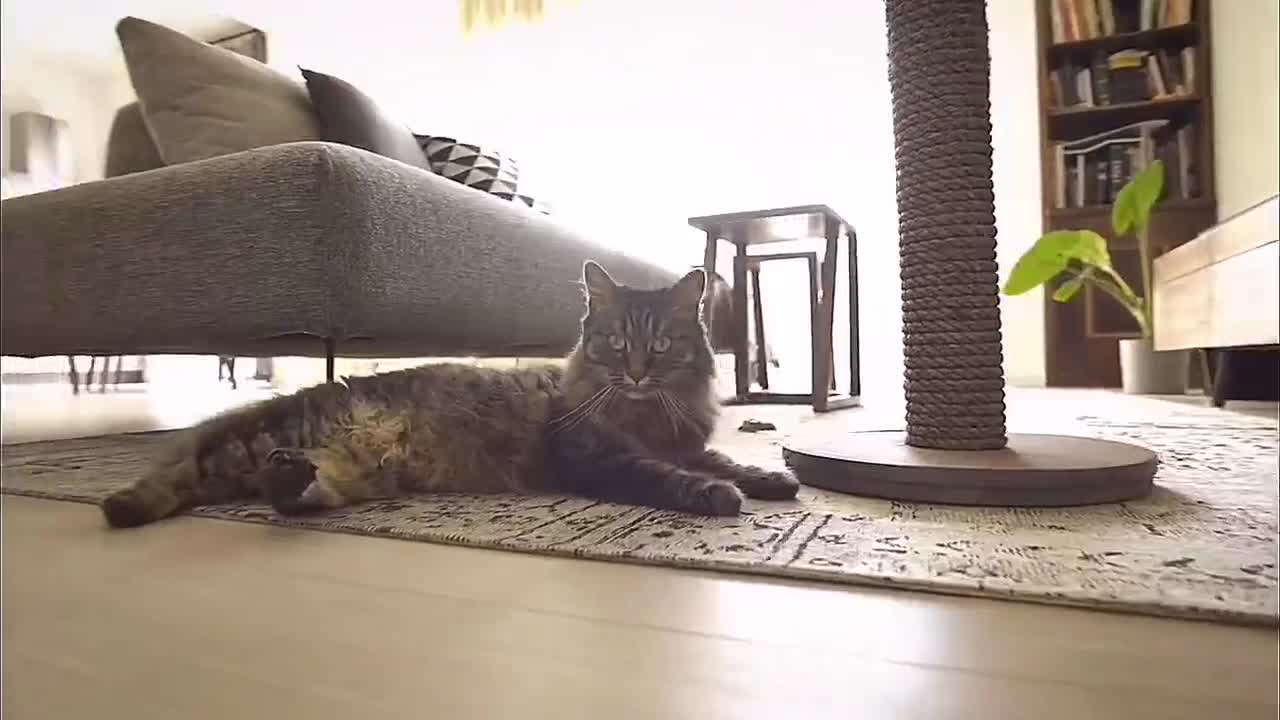 elegant lazy cat