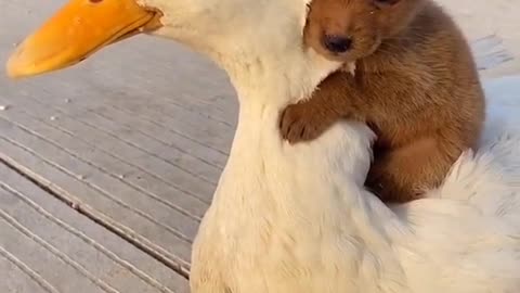 Good friend lovely