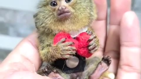 World's smallest monkey