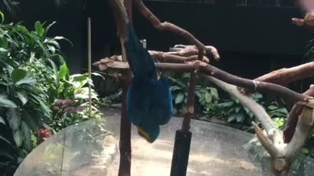 The Talking parrot amazing!!!!🦜🦜🦜
