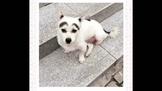 Animals never fail to make us laugh Super funny animal compilation, Confuse Behavior