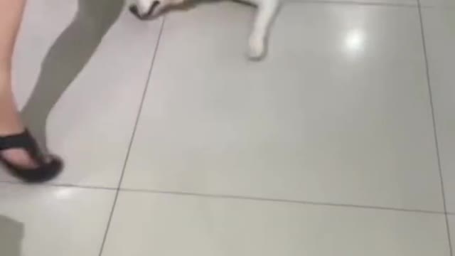Cute pet cat and dog:Funny we're human really