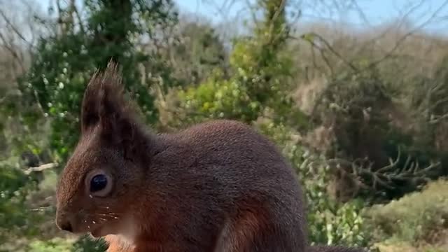 Don’t speak to the squirrels, they are not fans.
