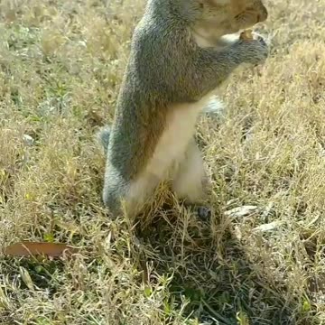 Squirrel peacans time