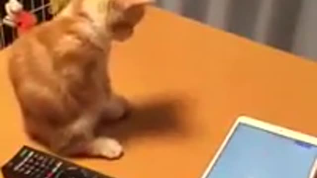 Lustige Katze - Funny Cat - best Video - NEW