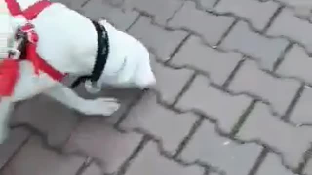 The beautiful white Dog Argentino plays and has fun with its owner