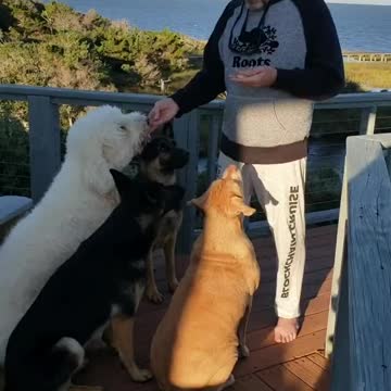 Johns feeding dogs He didn't realize I was recording him.
