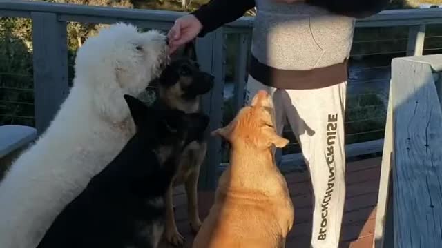 Johns feeding dogs He didn't realize I was recording him.