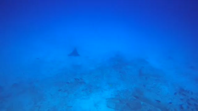 Swimming with a spotted eagle ray! Epic 🤙🤙