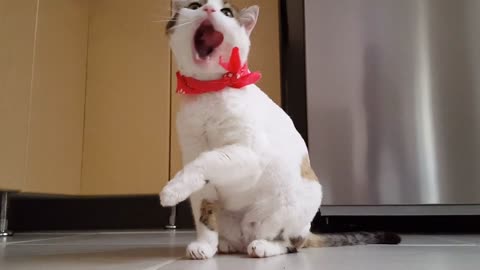 Wonderful cat with a red scarf