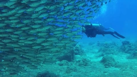 School of Fish: Adorable Critters