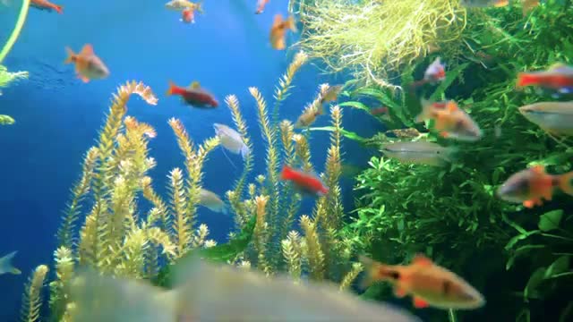 Different sea animal video