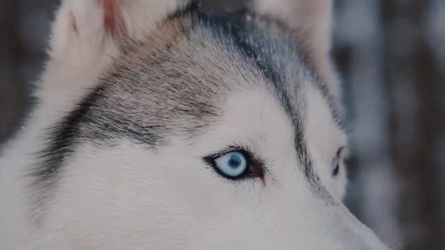 Siberian Husky