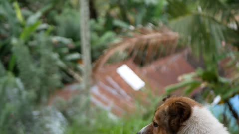 Caring for pets at the beach.