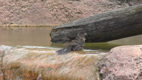 Small gray bird taking a bath in a hot day