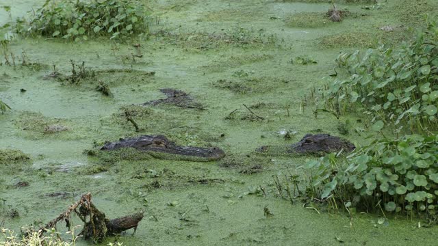 alligators mating behavior in the spring