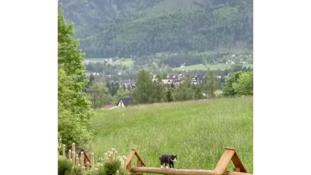 This animal is very cute and can make everyone happy when they see it