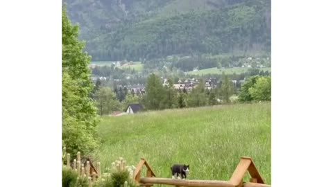 This animal is very cute and can make everyone happy when they see it