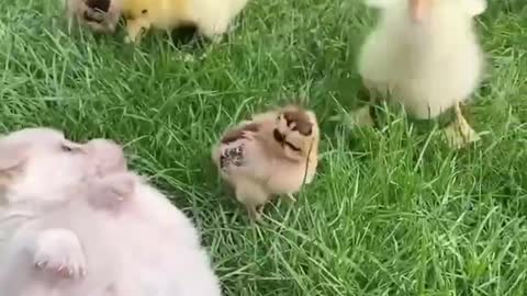 8 little dogs and chickens