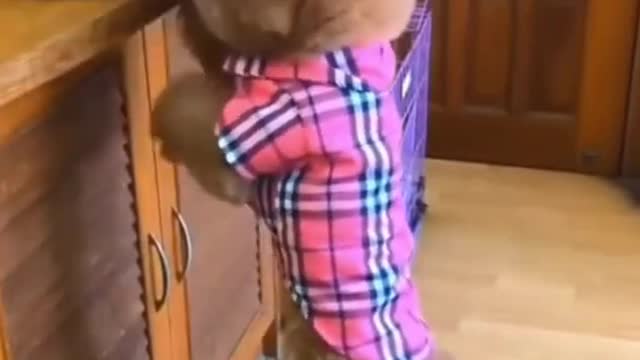 Adorable Dog Grabbing Food For Baby